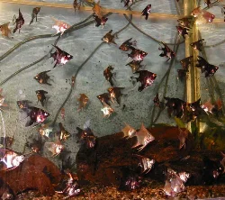 Here is an aquarium filled with angelfish - it must definitely be one of the most productive fish.
