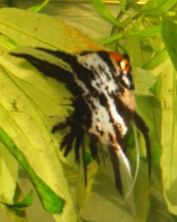 One of my two angelfish pairs is seen here with eggs laid on a plant that had come loose.
