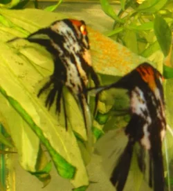 The female is fanning the eggs.
