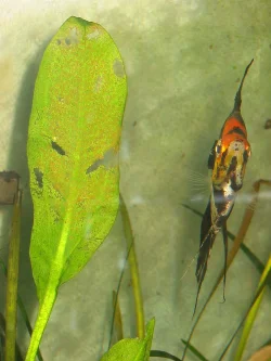 This pair laid eggs on the 6th, the 15th, the 23rd, and again here in the picture on the 2nd - this time you're not taking them, she seems to be thinking.
