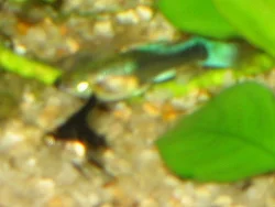 Although this picture is poor, I have saved it to remember the size of the 8 angelfish I bought in August 2001. The guppy in the background almost looks like it could swallow it.
