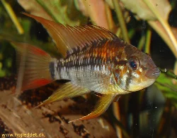 Here is the A. viejita male, captured with a Sony DSC-V1.
