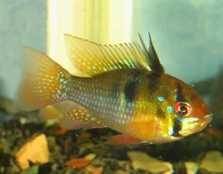 Mikrogeophagus ramirezi