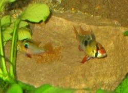 Beginner's luck: My first pair of Ram cichlids spawning.