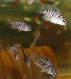 The convict cichlid is very easy to breed - the fry here are about 1½cm