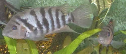 Here are my convict cichlid pair - parents of the fry shown