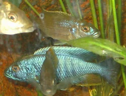 The pair spawning; the female is now carrying eggs.