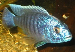 The male monitoring the tank from his favorite spot.