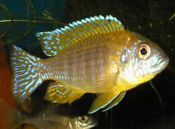 Another picture of my male.
