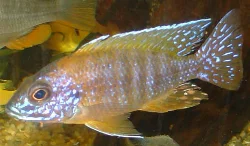 Here is the male again, taken in September 2003.
