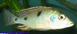 Tramitichromis intermedius, male - February 2004.
