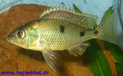 The image shows the green base color, though the fish is not fully colored yet.