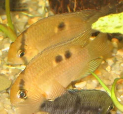 Here are both of my keyhole cichlids, which I hope are a pair.