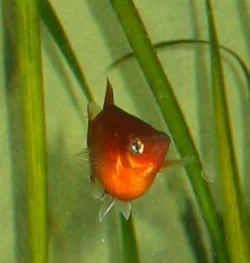 Xiphophorus maculatus