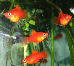 After initial issues, I have now raised over 200 fry. Most have reached adulthood, though they grow remarkably slowly.