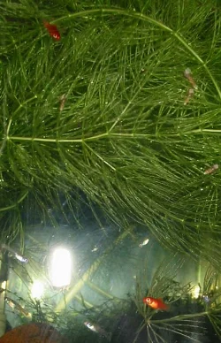 Out of this original group of 10 fry, only two reached adulthood.