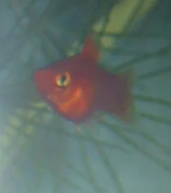 Here is a closeup of a juvenile, developing into a male.