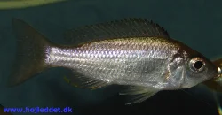 *Copadichromis ilesi*