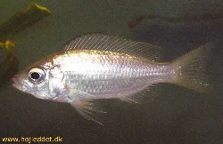 Photo of an *ilesi* from June 2004.