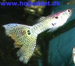 Another leopard guppy.