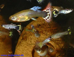 This is my current strain.