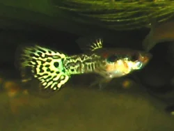 Leopard guppy, male.