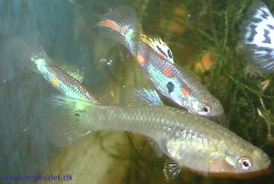 Two wild guppy males attempting to entice a female to mate.