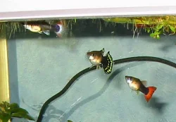 I have purchased my guppies from various sources to avoid inbreeding.