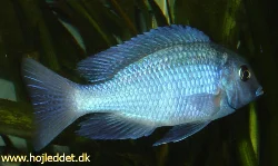 Et billede af en af mine nye delfiner.