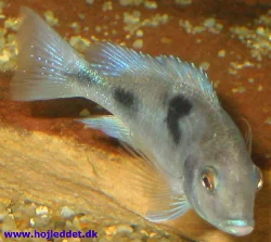 Delfiner fra julen 2003; der er stadig lang vej til de er fuldvoksne.