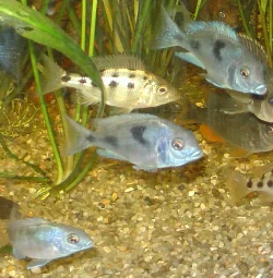 Her er de vokset betydeligt, men de svømmer stadig tæt sammen.