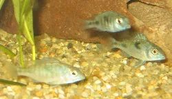 Mine delfiner kort efter indkøb, ca. 5 cm store.