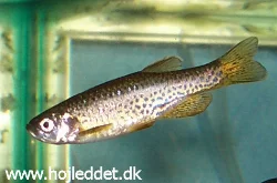 A male *Danio rerio var. frankei*.