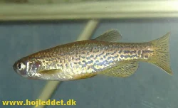 A male Danio 'frankei', photographed with a Sony DSC-V1.