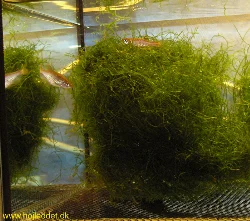 Leopard Danios spawning in Java moss.