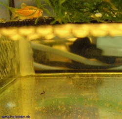 A picture from my 5th breeding attempt - a Danio is seen above, while eggs spawned the same day are seen below.