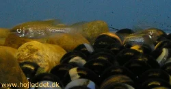 The Leopard Danio is not easy to photograph - it zips around all the time - caught here during one of my breeding attempts.