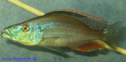 Dimidiochromis compressiceps