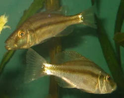 29. november 2003. Her ses 2 af mine nyindkøbte compressiceps.
