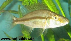 25. december 2003. Der er stort set ikke antydningen af farve på denne fisk, udover den sorte stribe.
