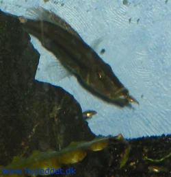 Maj 2004 - Ungerne står i kø for at komme "indenfor i varmen".
