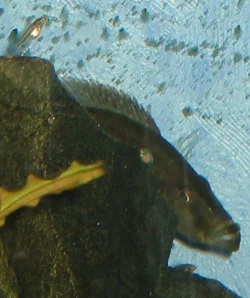 Maj 2004 - En af mine hunner omgivet af sine unger.
