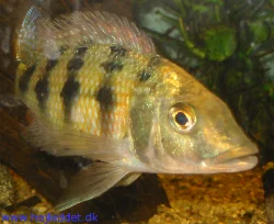 Fossorochromis rostratus, male showing of his initial coloration, taken mid May 2004.