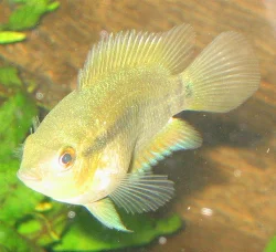 Hvem glor du på? Mine multispinosaer er ikke udfarvet endnu, men jeg er sikker på at de bliver flotte.
