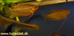 My Pearl gourami pair.
