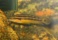 The male at his territory.