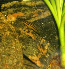 Close-up of the beautiful striped cichlid.