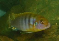 Two males that were often fighting each other.