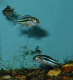 The fry show their stripes from the start and quickly resemble miniature versions of the adults.
