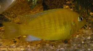 De første hanner farvede ud i starten af juni 2004 - her ses den største han.